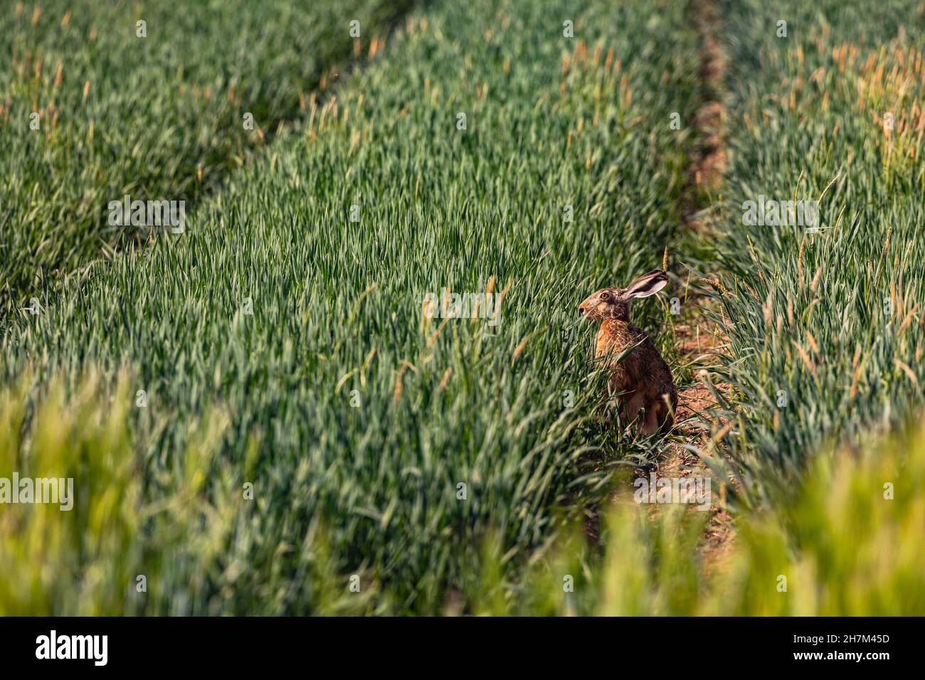 Un lapin est assis avec des oreilles piquées dans une chenille de tracteur dans un champ de grain Banque D'Images