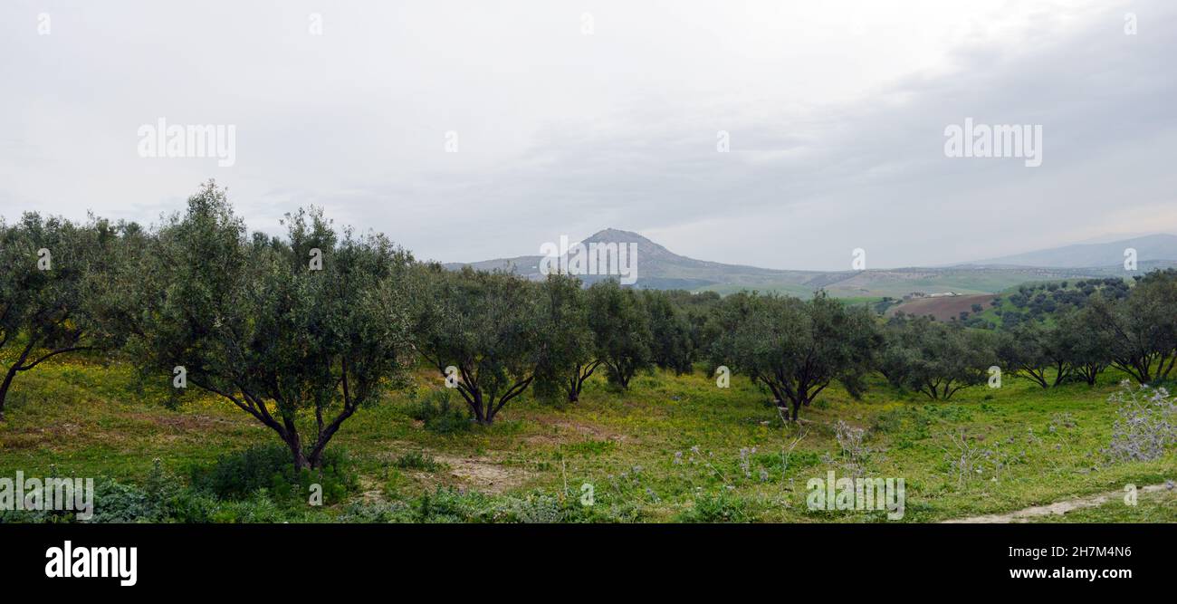 Paysages agricoles dans le nord du Maroc Banque D'Images