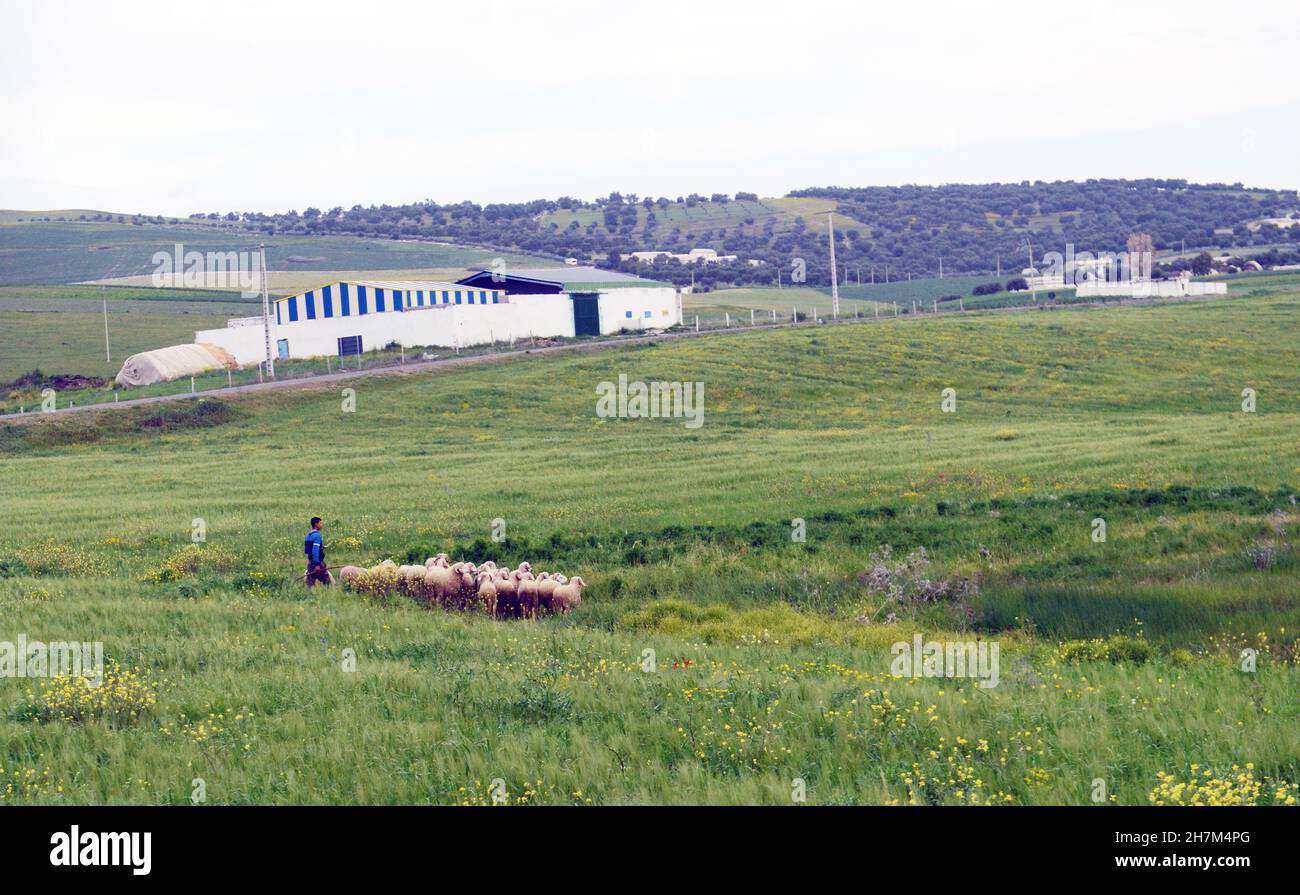 Des villageois marocains qui herent leur troupeau de moutons dans le nord du Maroc. Banque D'Images