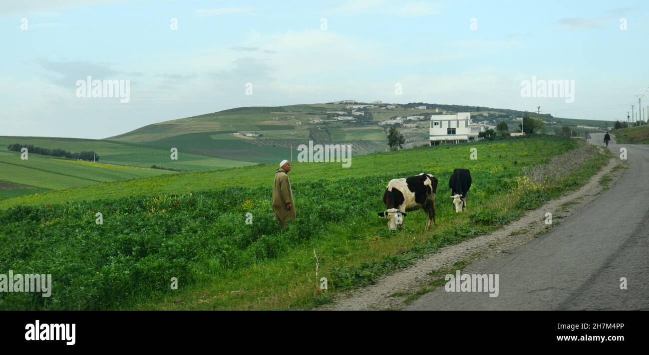 Un homme marocain avec ses vaches au bord de la route dans le nord du Maroc. Banque D'Images