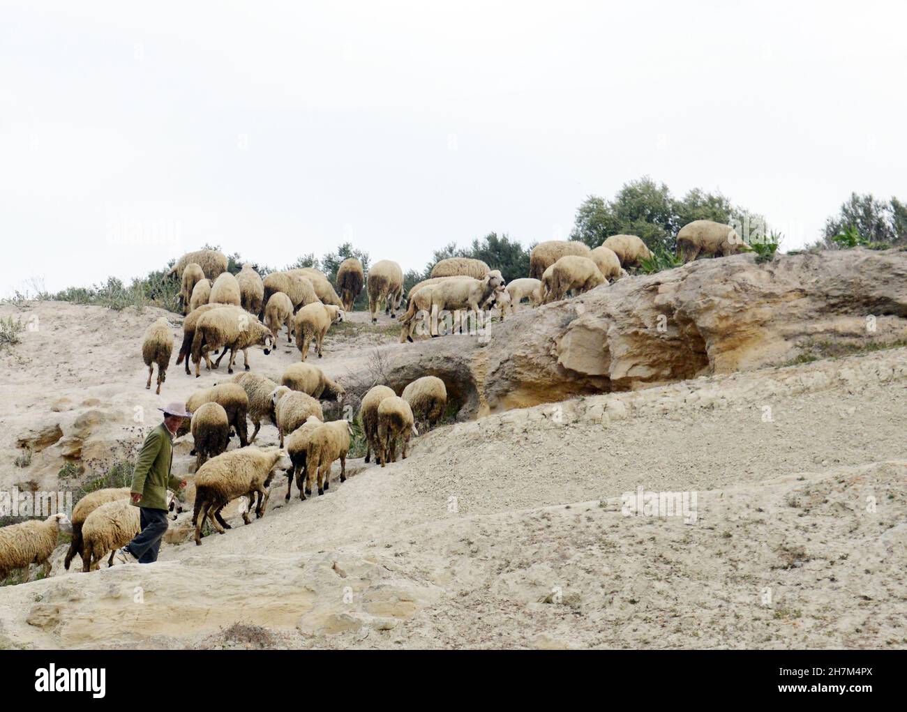 Un homme marocain qui annonce ses moutons dans le nord du Maroc. Banque D'Images