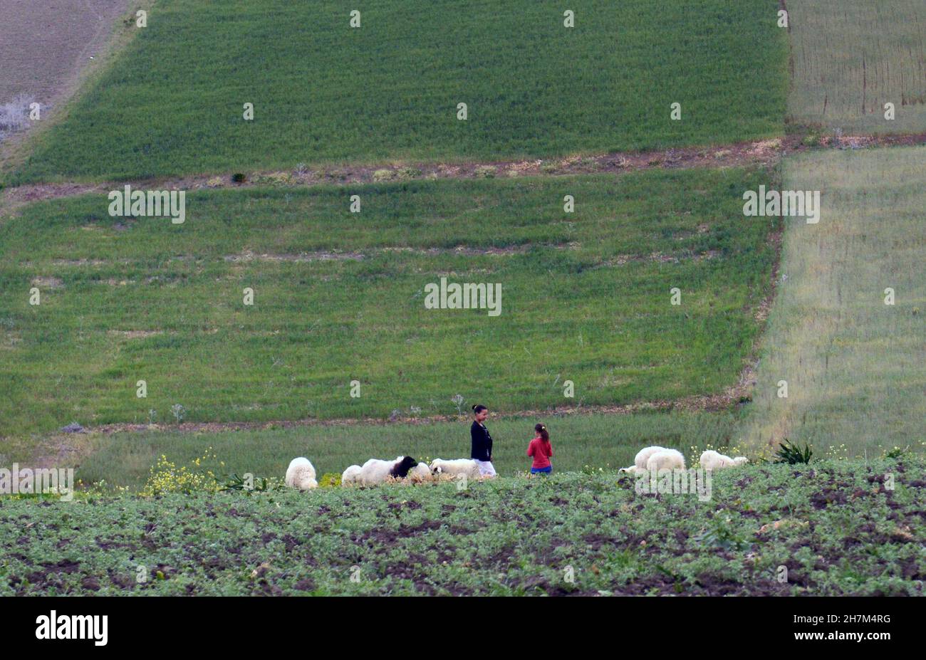 Les femmes marocaines avec leurs moutons dans le nord rural du Maroc. Banque D'Images