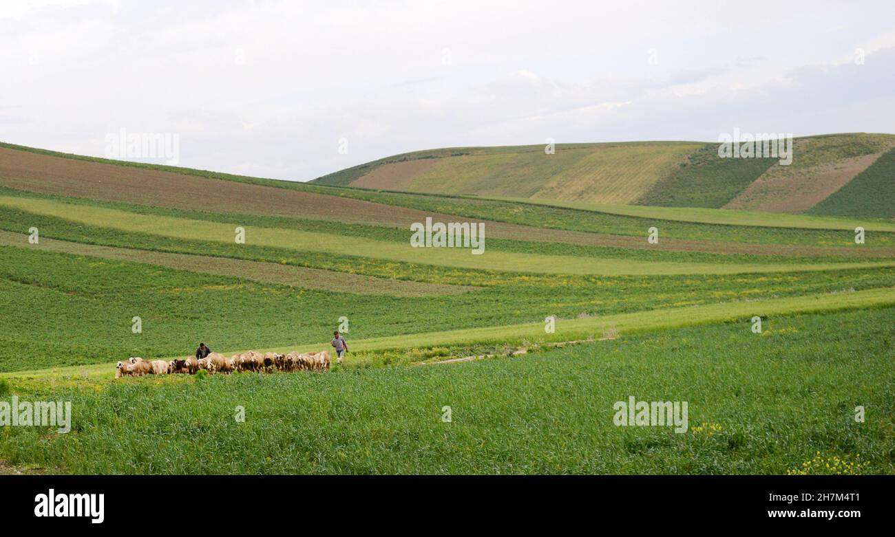 Des villageois marocains qui herent leur troupeau de moutons dans le nord du Maroc. Banque D'Images