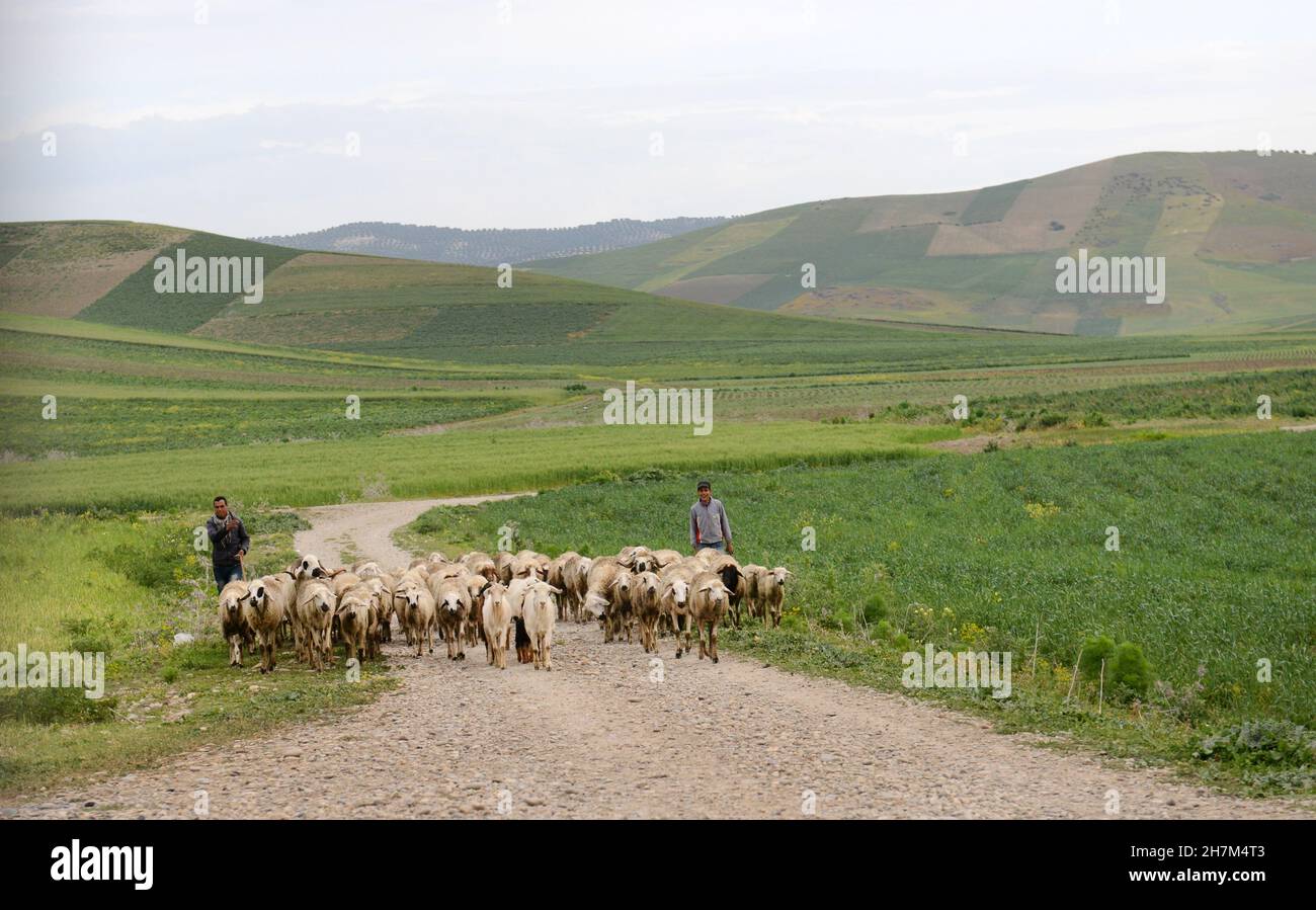 Des villageois marocains qui herent leur troupeau de moutons dans le nord du Maroc. Banque D'Images