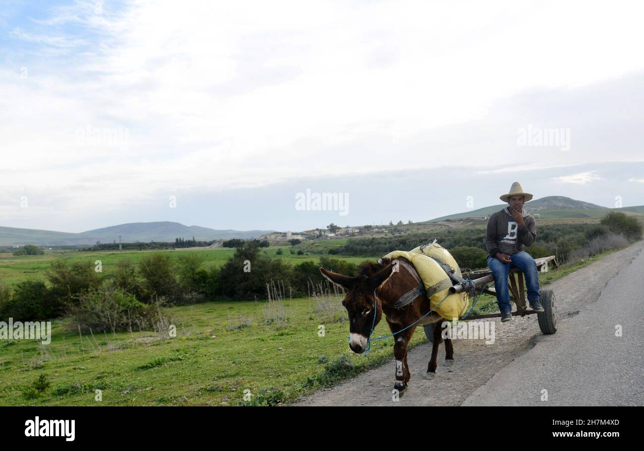 Un homme marocain à cheval sur son âne dans les zones rurales Banque D'Images