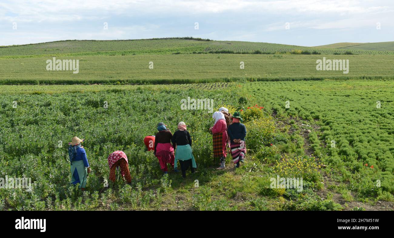 Femmes marocaines travaillant sur le terrain dans une ferme du nord du Maroc. Banque D'Images