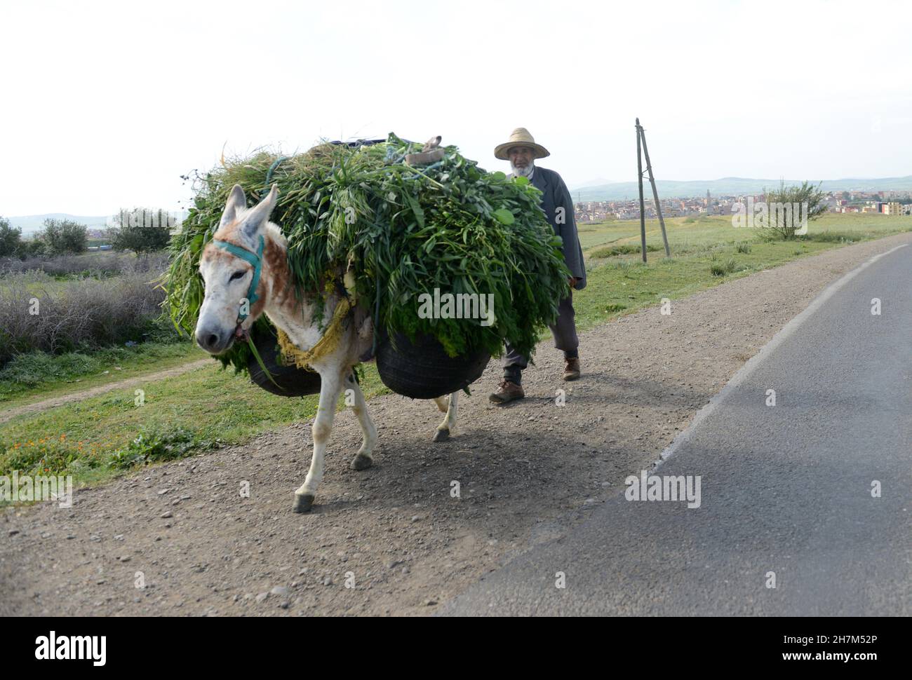 Un homme marocain à cheval sur son âne dans les zones rurales Banque D'Images