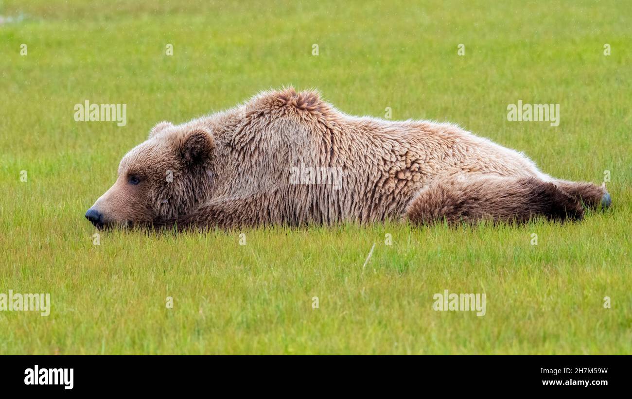 Ours brun de la péninsule de l'Alaska ou ours brun côtier dans la pluie Banque D'Images