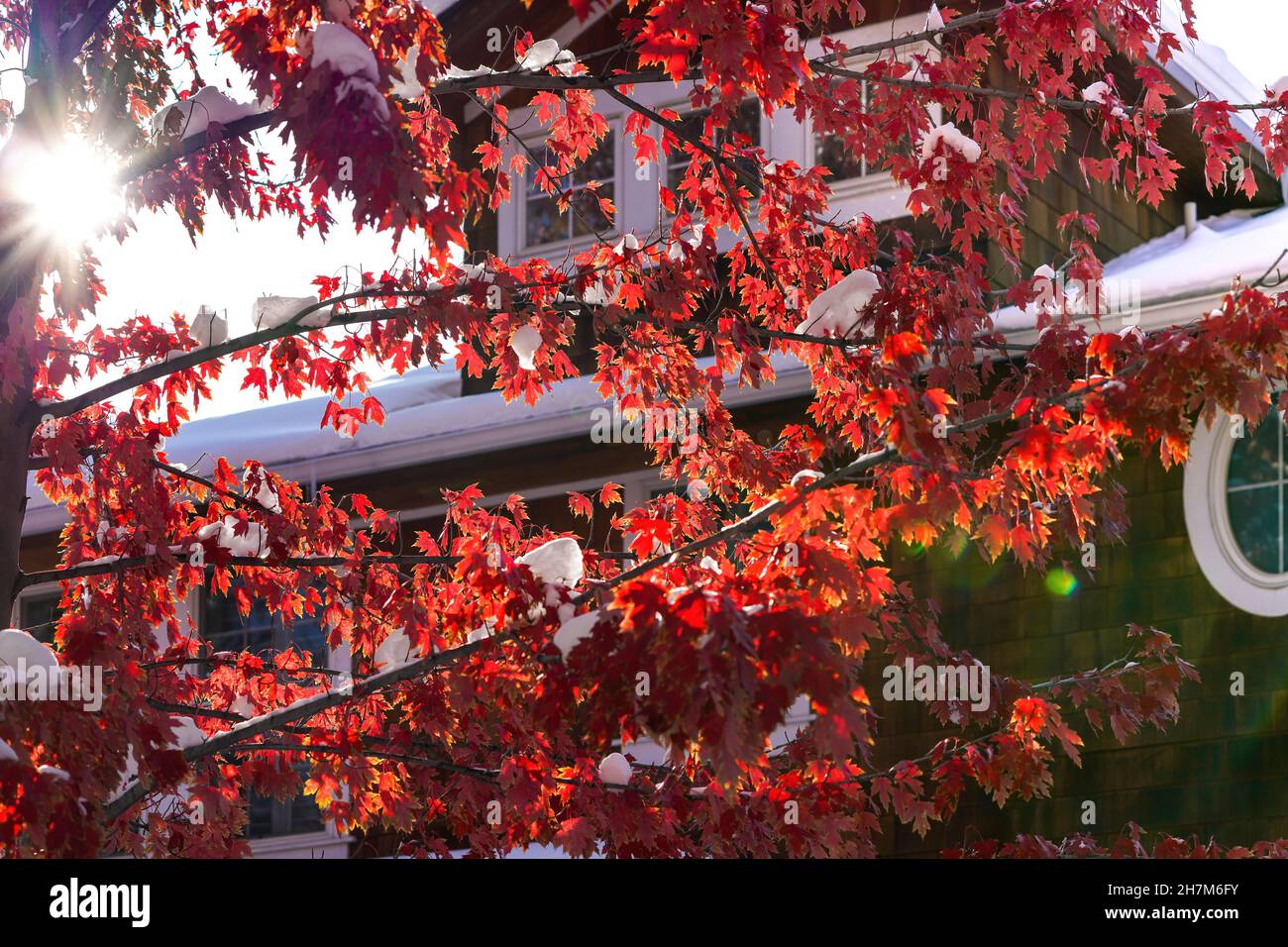 Branches d'érable rouge en automne teeming avec des feuilles d'érable rouge, illuminées par un rayon de soleil sur un fond de maison avec un toit enneigé. Banque D'Images