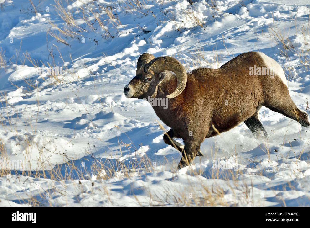 Une montagne rocheuse sauvage de mouflon de Bighorn 'Orvis canadensis', descendant une colline à travers la neige fraîche dans les régions rurales du Canada de l'Alberta Banque D'Images