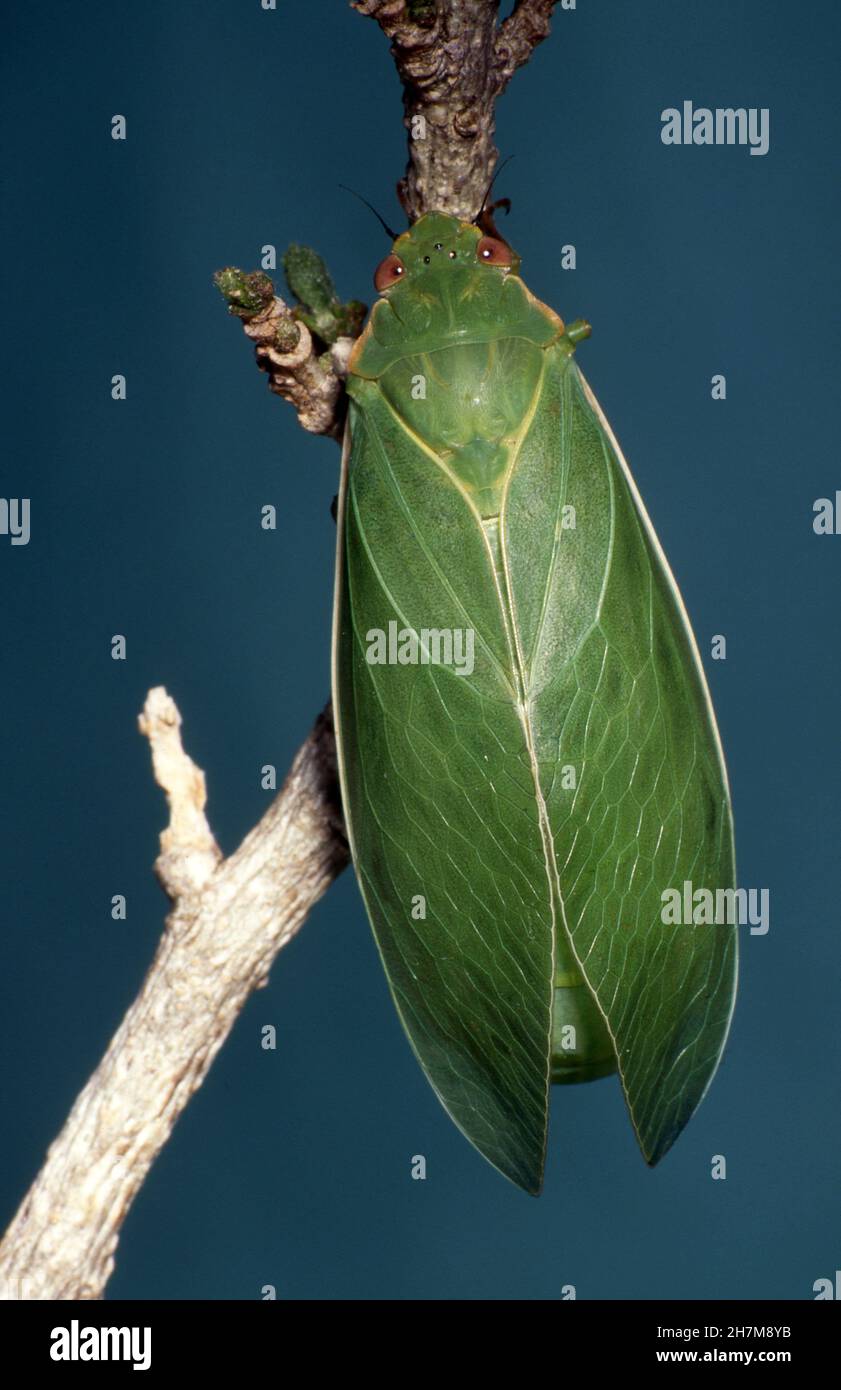 VESSIE CICADA (CYSTOSOMA SAUNDERSII) EST NATIF DE N.E.NOUVELLE-GALLES DU SUD ET SUD-EST DU QUEENSLAND, AUSTRALIE. Banque D'Images