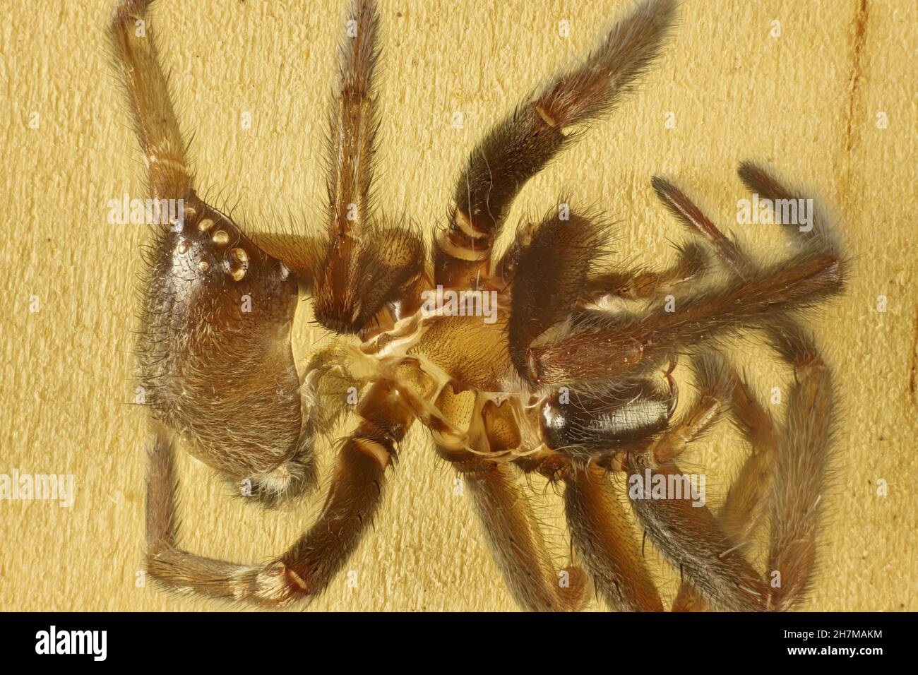 Mue araignee Banque de photographies et d’images à haute résolution - Alamy