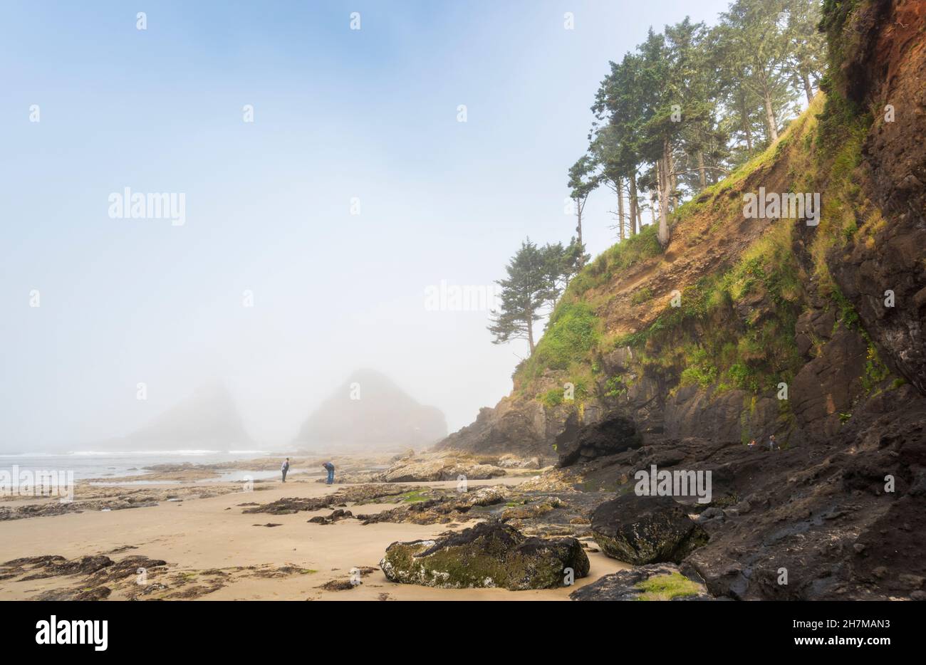 Tôt le matin brumeux, les visiteurs de la côte du Pacifique découvrent la faune dans les bassins de marée à la plage du phare de Heceta Head, Oregon, États-Unis Banque D'Images