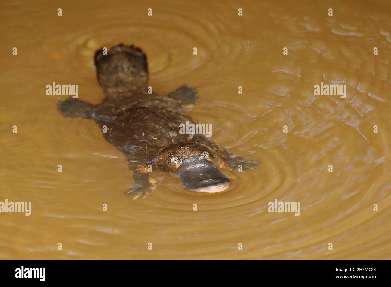 Ornithorynques (Ornithorhynchus anatinus) nageant.Yungaburra, Atherton Tableland, Queensland, Australie Banque D'Images