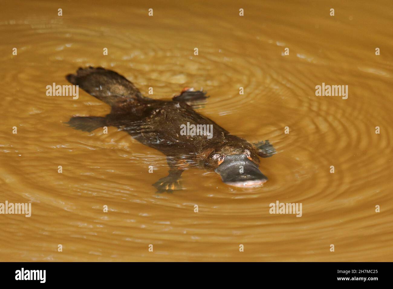 Ornithorynques (Ornithorhynchus anatinus) nageant.Yungaburra, Atherton Tableland, Queensland, Australie Banque D'Images