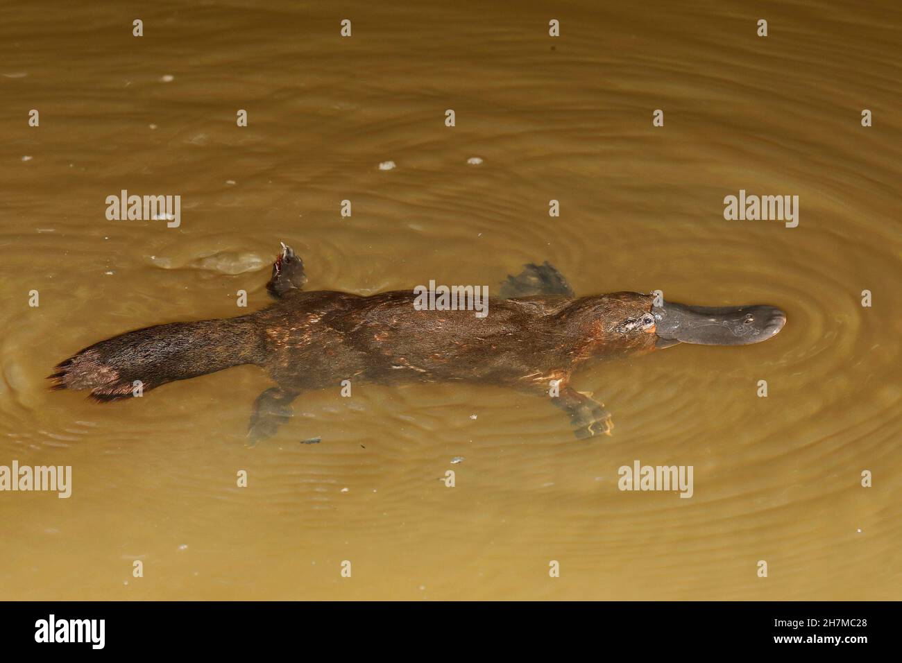 Ornithorynques (Ornithorhynchus anatinus) nageant.Yungaburra, Atherton Tableland, Queensland, Australie Banque D'Images