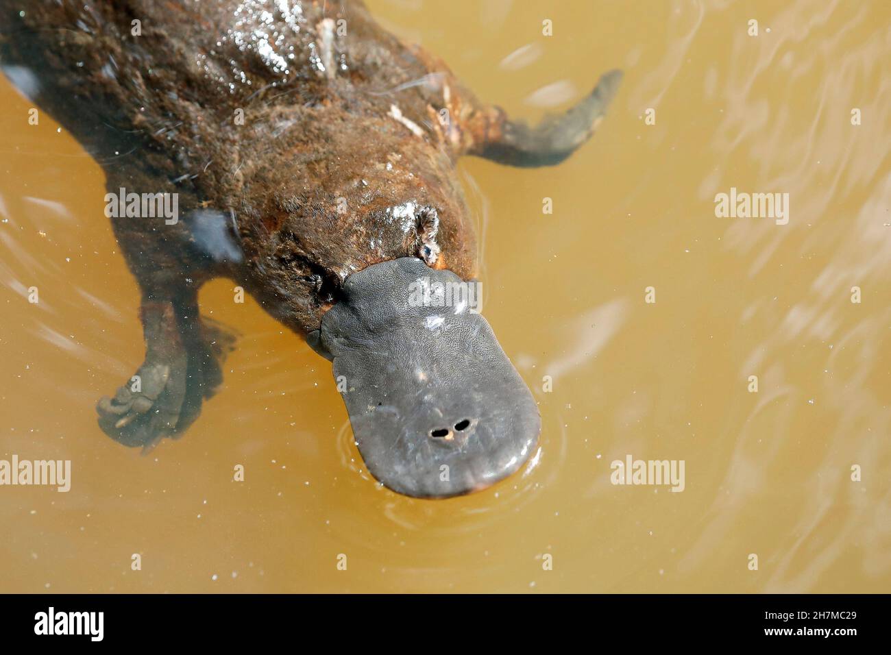 Tête de platypus (Ornithorhynchus anatinus).Yungaburra, Atherton Tableland, Queensland, Australie Banque D'Images