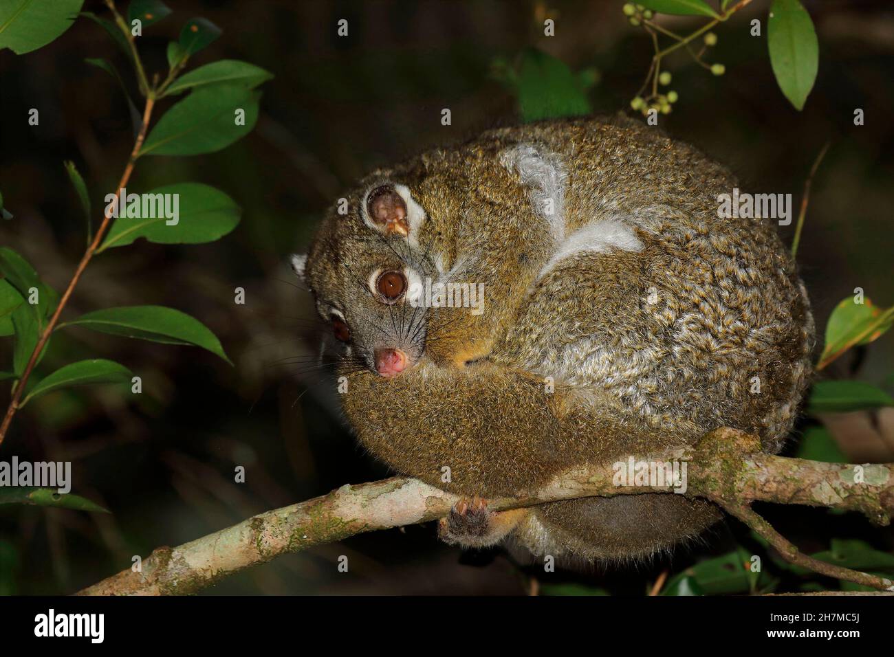 La queue rouge possum (Pseudochirops archeri) était enroulée dans un arbre la nuit.Malanda, Atherton Tableland, Queensland, Australie Banque D'Images