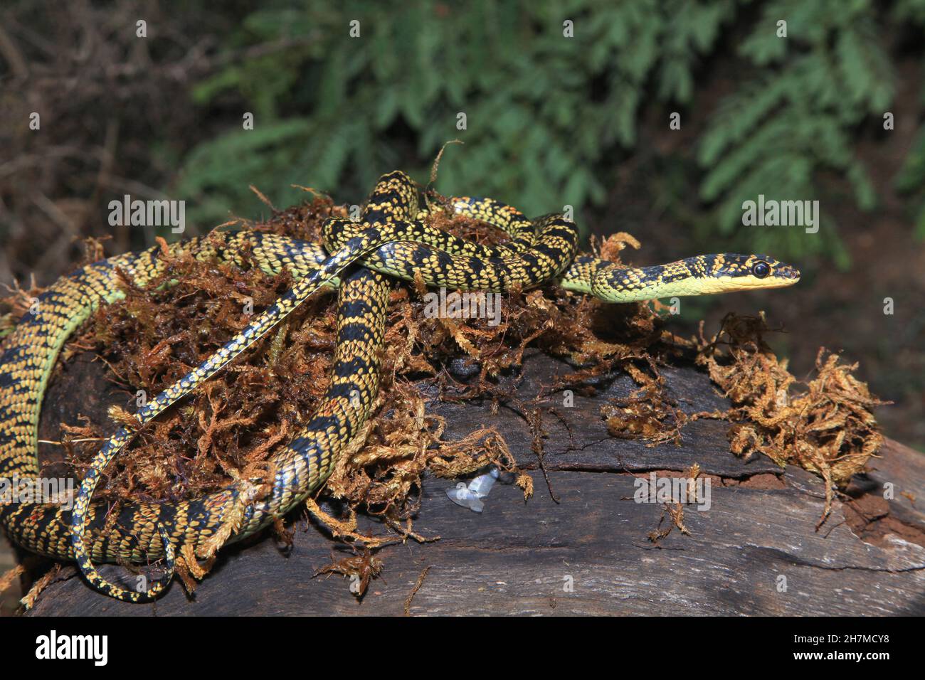 Serpent d'arbre volant orné, Chrysopelea ornata, Karnataka Inde Banque D'Images