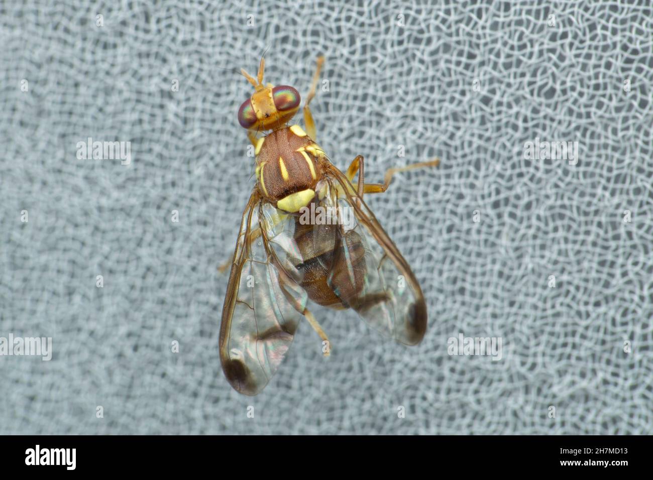 Mouche à fruits, Satara, Maharashtra, Inde Banque D'Images