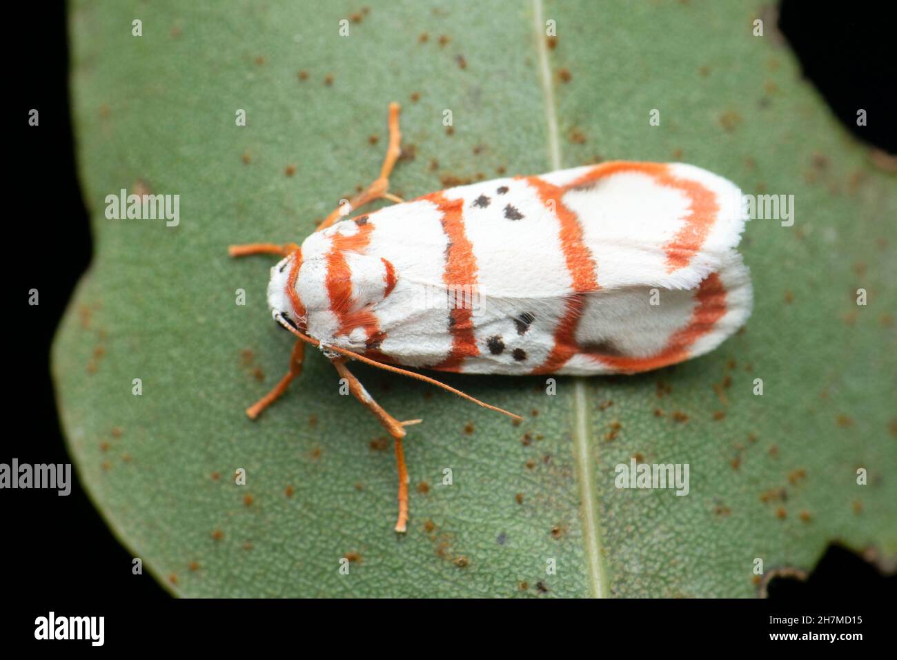 Papillon rouge à rayures, espèce Arctia, Satara, Maharashtra, Inde Banque D'Images