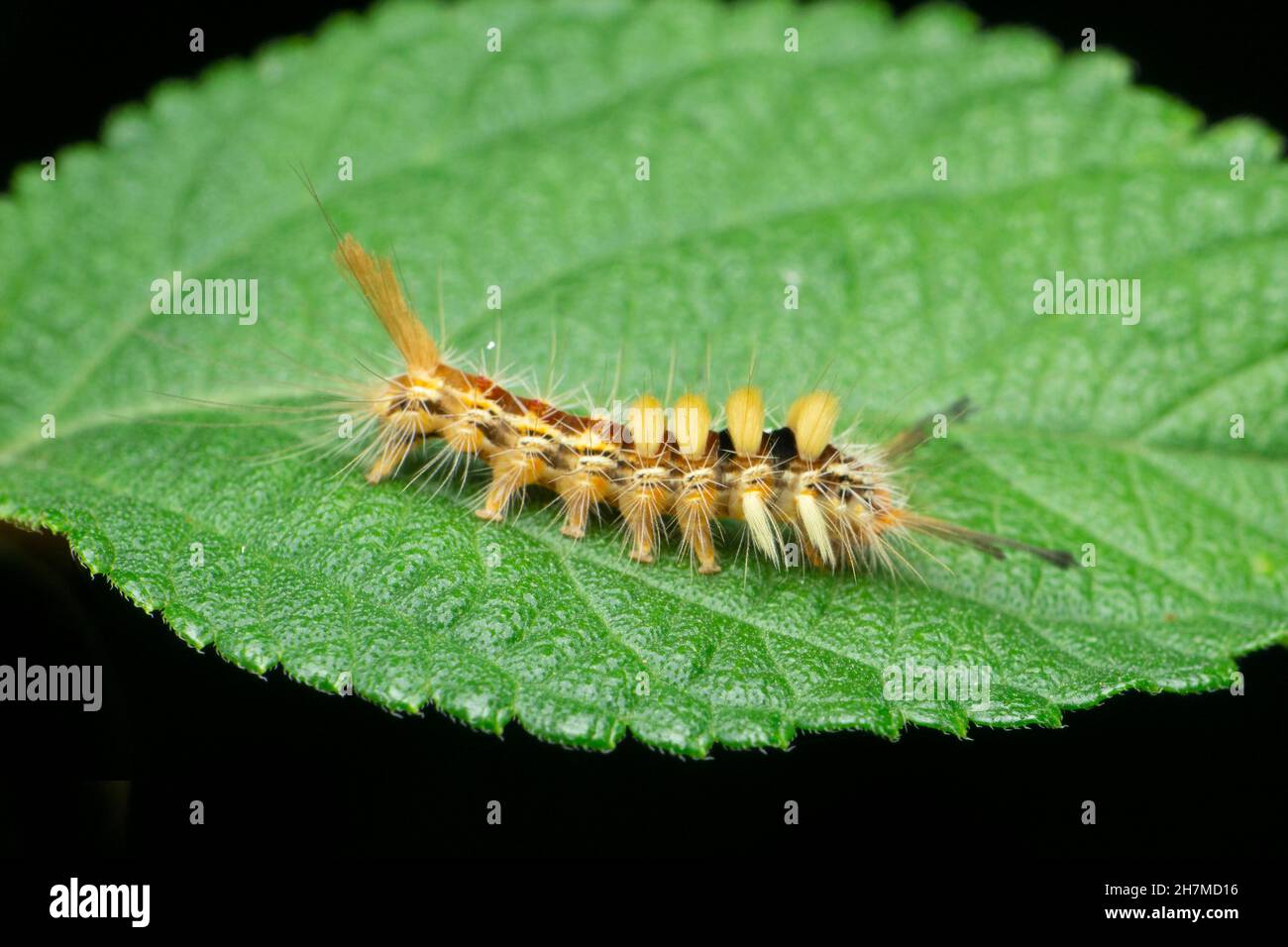 Moth caterpillar, Satara Maharashtra Inde Banque D'Images