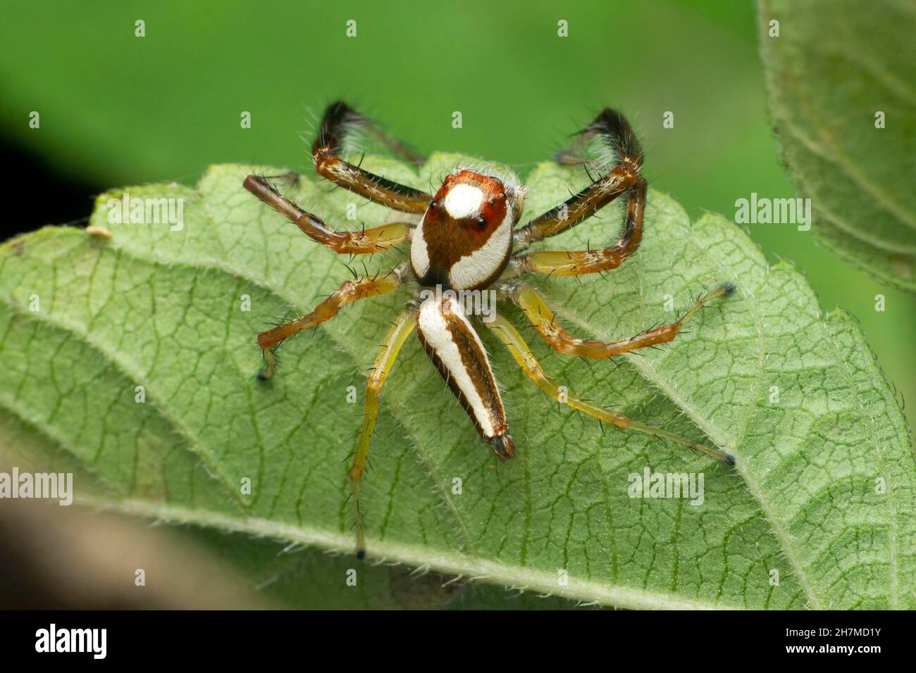 Deux araignées sautant à rayures mâles, Telamonia dimidiata, Satara, Maharashtra, Inde Banque D'Images