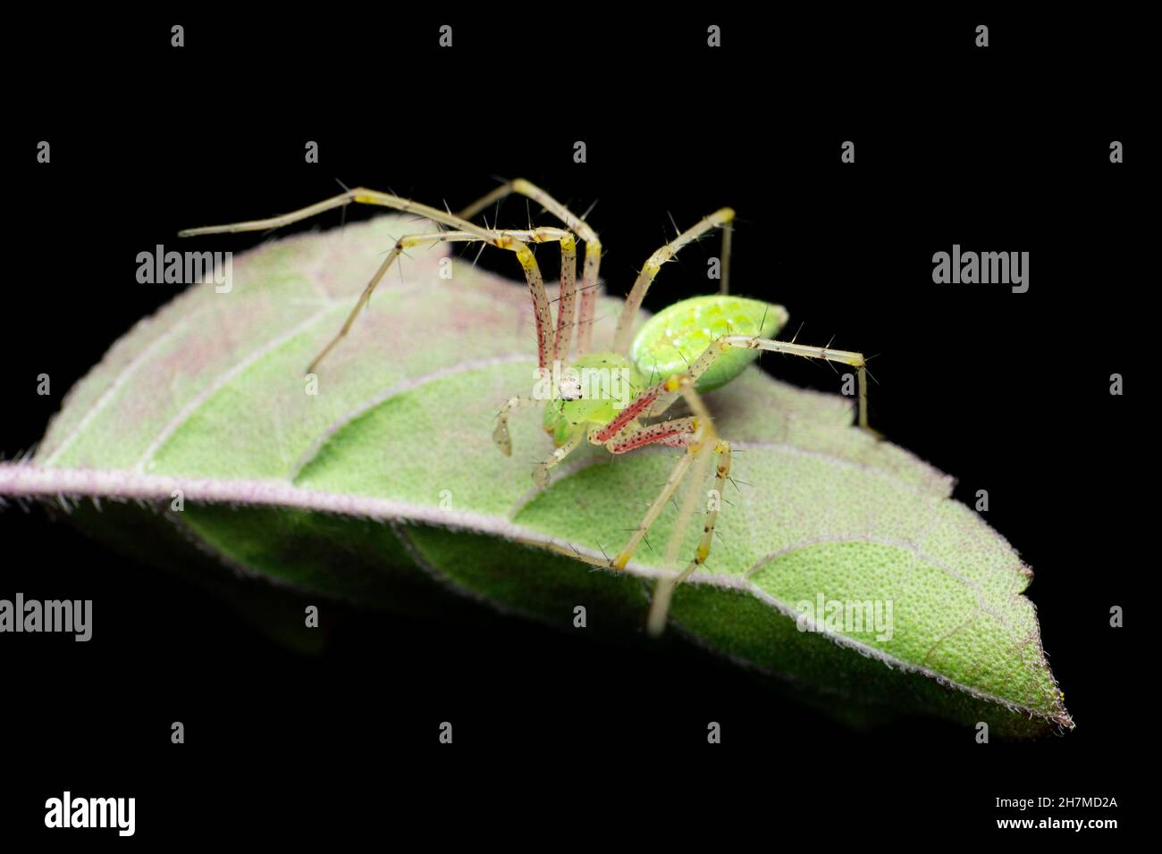 Araignée de lynx verte, espèce Oxyops, Satara, Maharashtra, Inde Banque D'Images