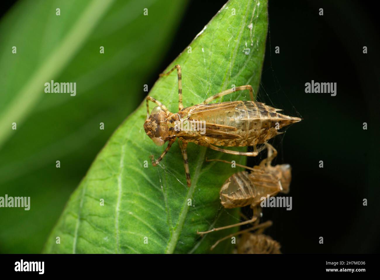 Peau de libellule, Satara, Maharashtra, Inde Banque D'Images