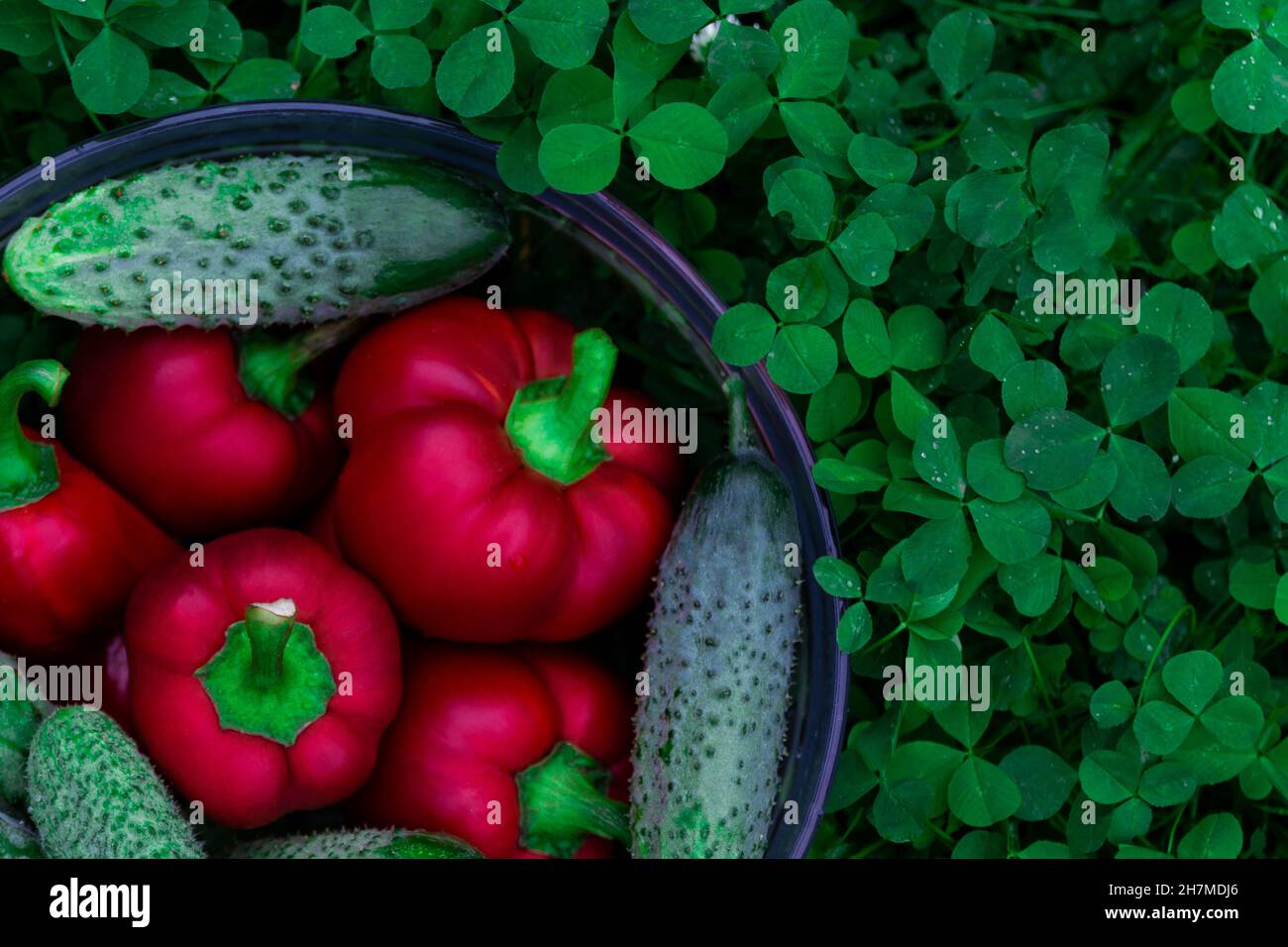 Poivron rouge doux et concombre sur un panier en verre sur de l'herbe verte.Lavage de légumes pour une salade d'été, récolte fraîche d'un potager, spl Banque D'Images