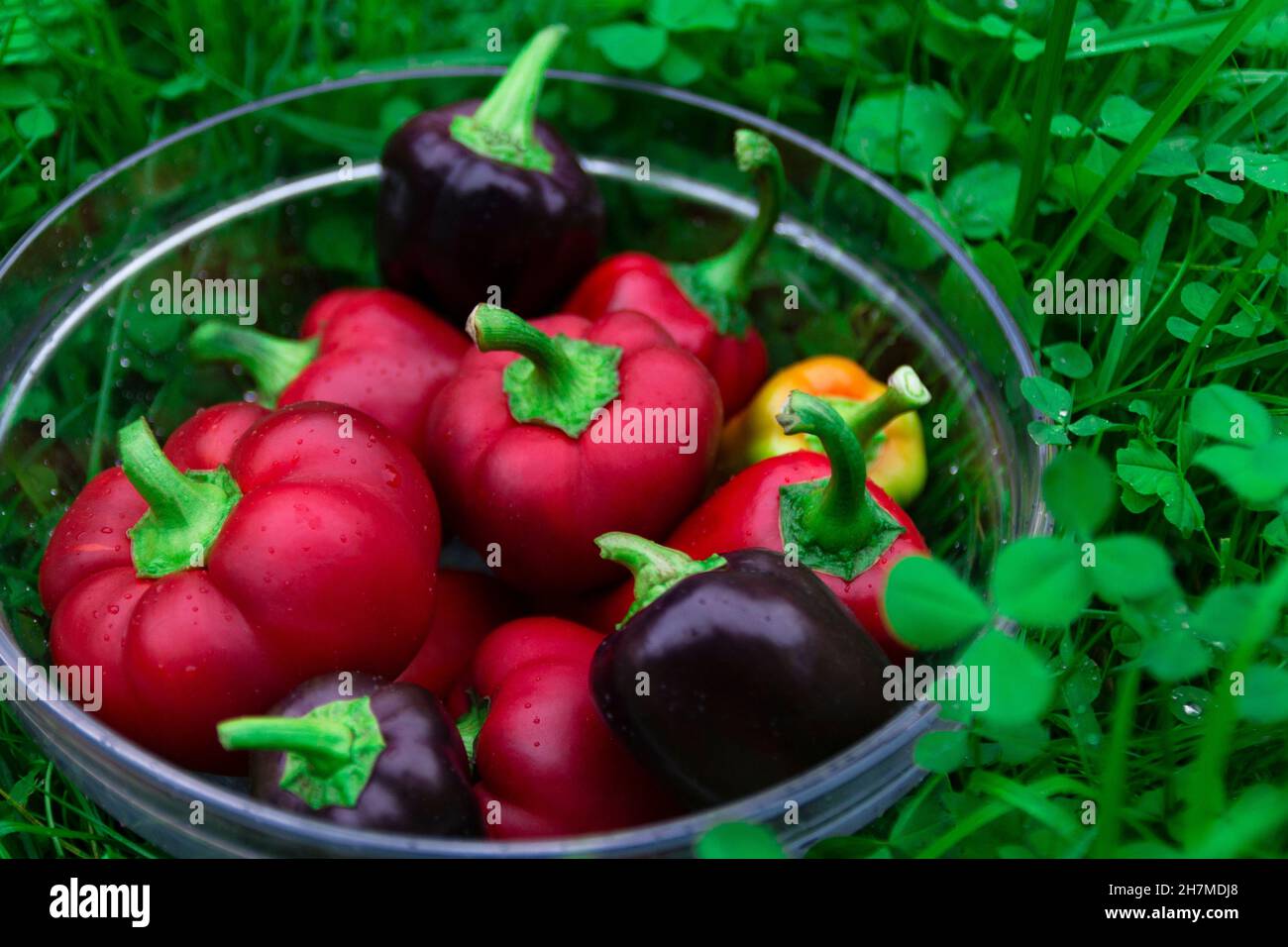 Beaucoup de différentes couleurs de poivron doux dans un panier en verre sur l'herbe verte.Lavage des légumes pour une salade d'été, récolte fraîche d'un jardin de légumes Banque D'Images