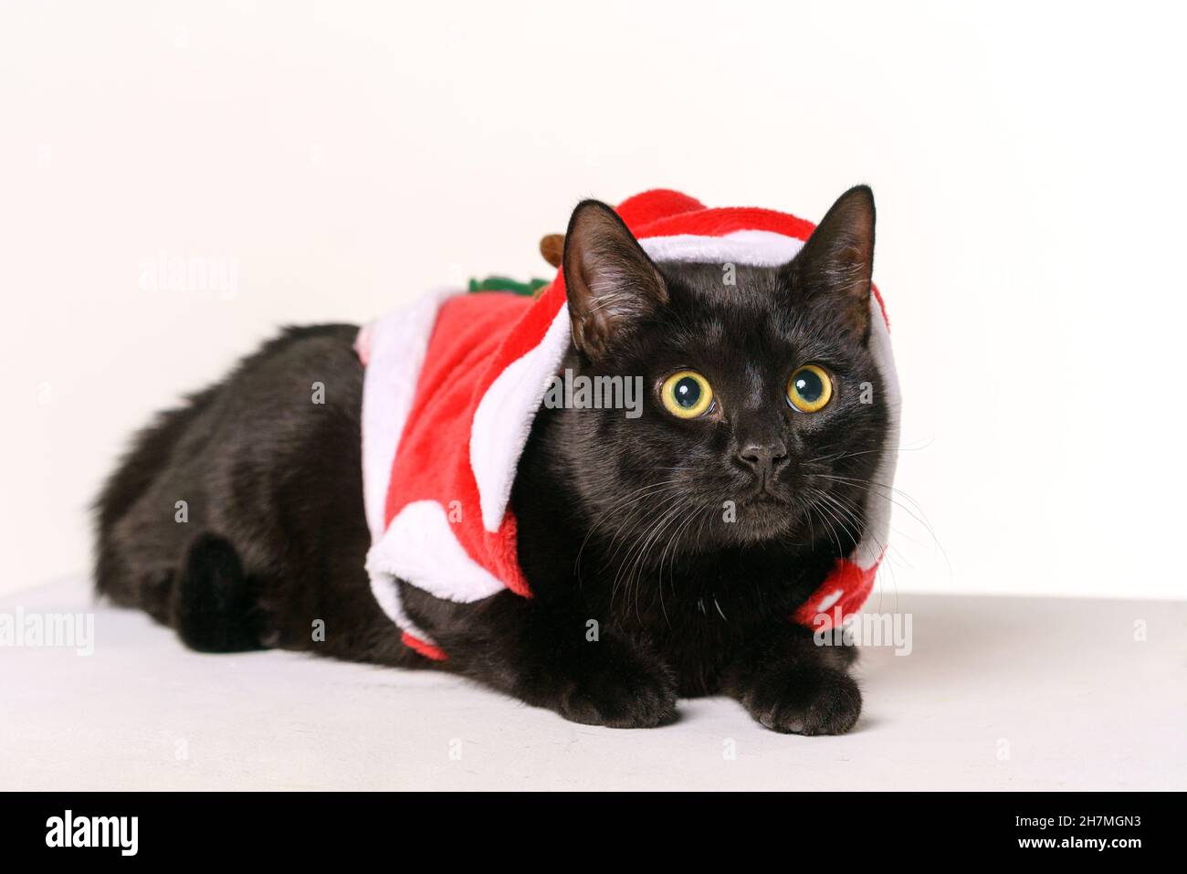 Portrait d'un beau chat noir joyeux père noël sur fond blanc regarde avec des yeux jaunes.Chat festif .Joli chat en costume de Père Noël du nouvel an Banque D'Images