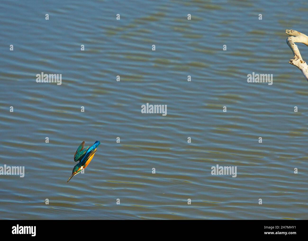 Le kingfisher commun a rapidement volé à l'eau.Les terres humides du Jiading sont riches en herbe et en écologie.Kaohsiung City, Taïwan Banque D'Images