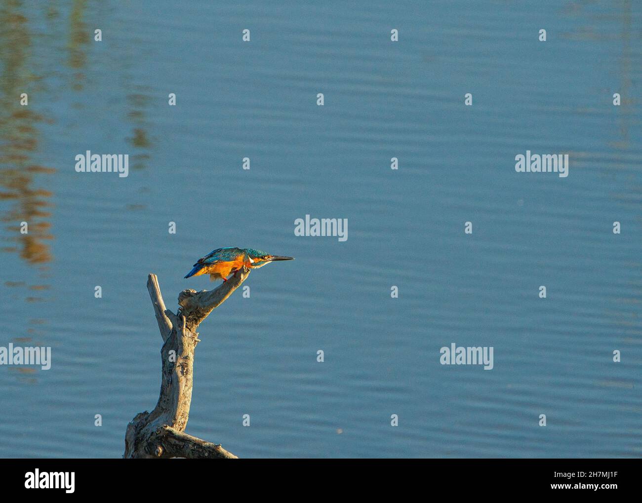 Le kingfisher commun repose sur la branche d'un arbre mort.Les terres humides du Jiading sont riches en herbe et en écologie.Kaohsiung City, Taïwan Banque D'Images