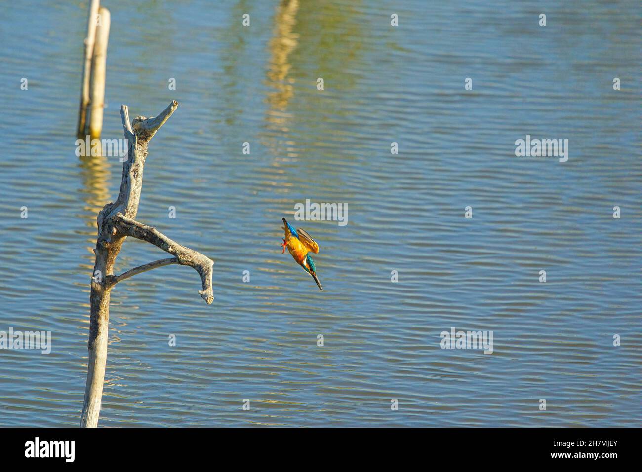 Le kingfisher commun a rapidement volé à l'eau.Les terres humides du Jiading sont riches en herbe et en écologie.Kaohsiung City, Taïwan Banque D'Images