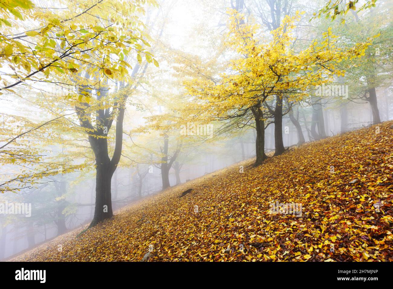 Automne nature paysage.Misty automne forêt. Magnifiques arbres colorés dans les bois. Nature sauvage pittoresque Banque D'Images