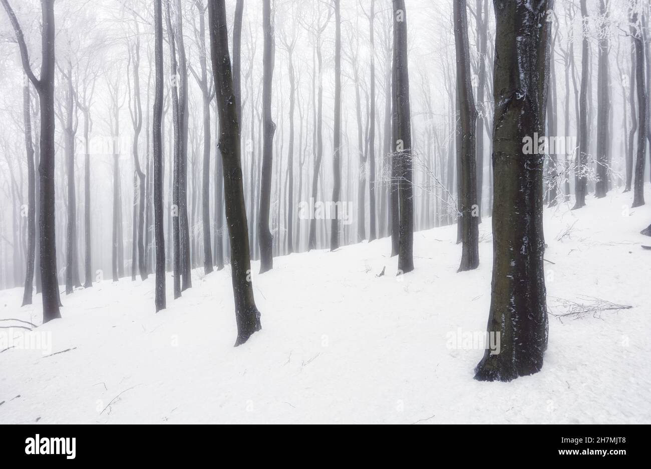 Forêt d'hiver dans les montagnes. Treet d'hiver majestueux Banque D'Images