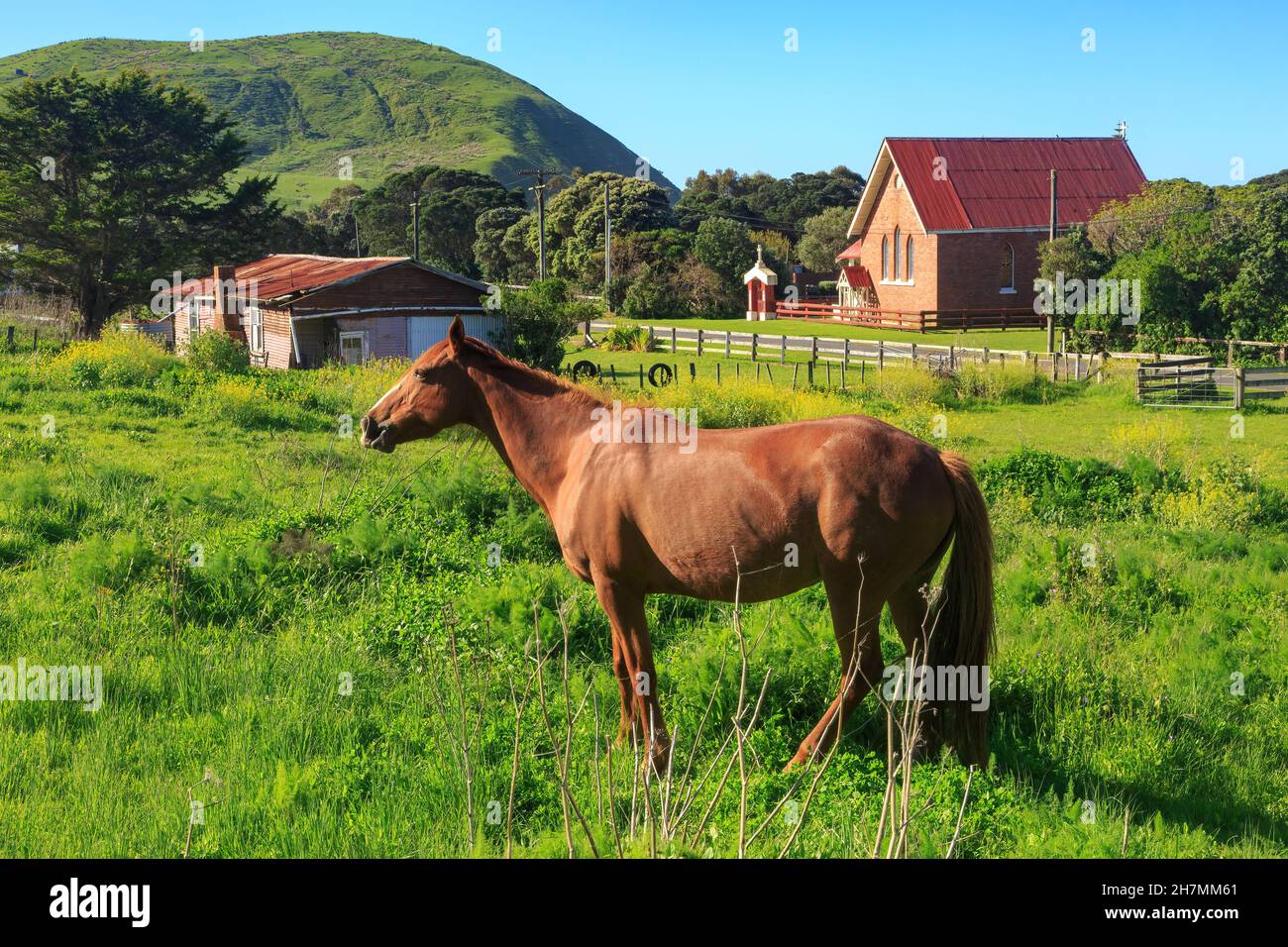 Un cheval dans un pâturage à Whangara, un village de la région de Gisborne, en Nouvelle-Zélande.En arrière-plan se trouve l'église historique de Patoromu Banque D'Images