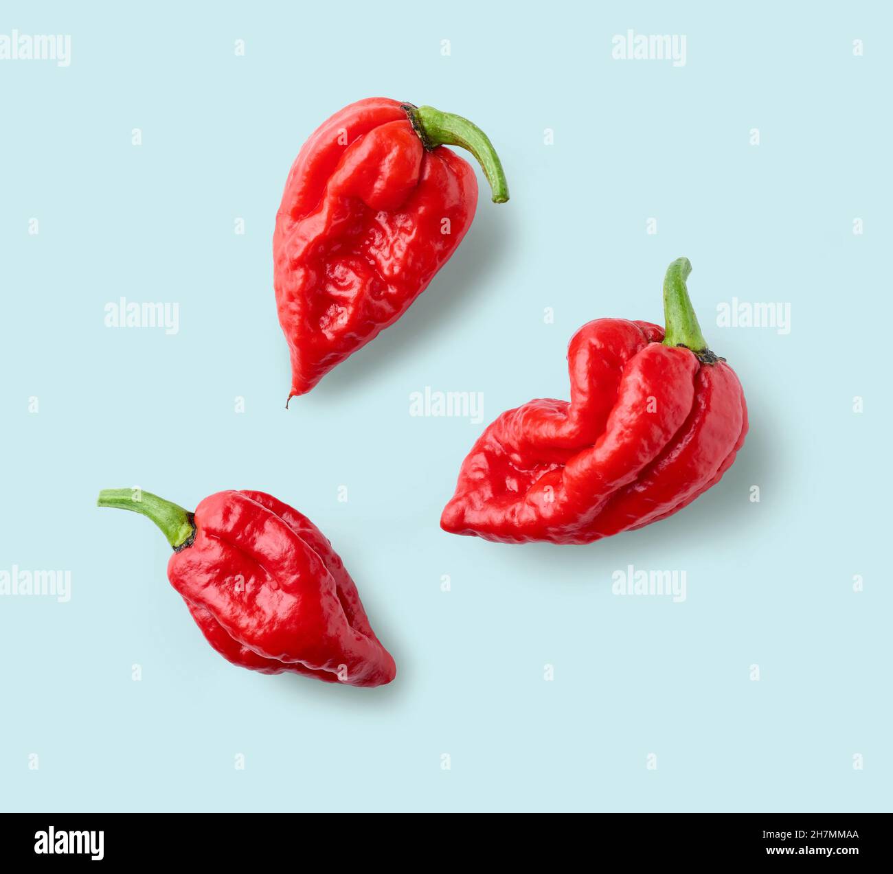 poivrons rouges chauds sur fond bleu, vue du dessus Banque D'Images