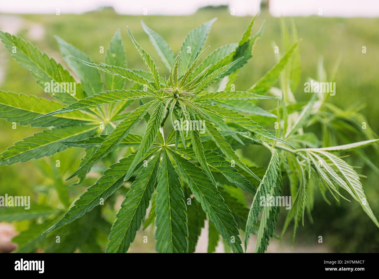 Légal marijuana verte feuilles de cannabis poussant à la ferme en été, magnifique fond de cannabis. Culture de fond. Culture de marijuana Banque D'Images