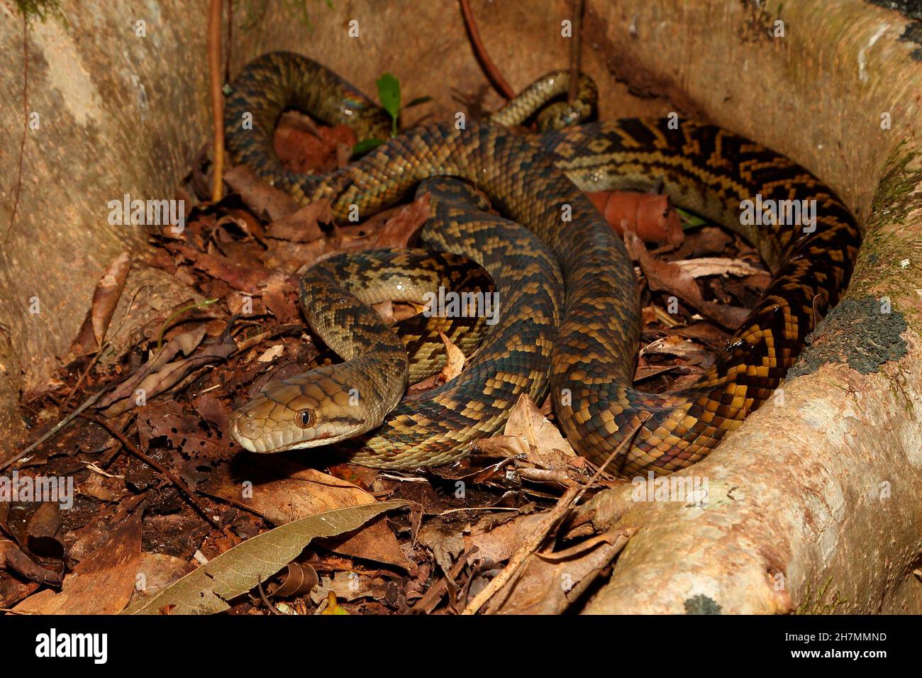 Le python améthystine (Morelia améthistina) s'enroule dans le bole d'un arbre.C’est le serpent le plus grand d’Australie, d’une longueur moyenne de 3.5 m, mais des spécimens de plus de 8.5 M. Banque D'Images
