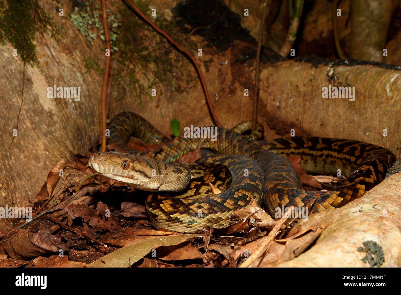 Le python améthystine (Morelia améthistina) s'enroule dans le bole d'un arbre.C’est le serpent le plus grand d’Australie, d’une longueur moyenne de 3.5 m, mais des spécimens de plus de 8.5 M. Banque D'Images