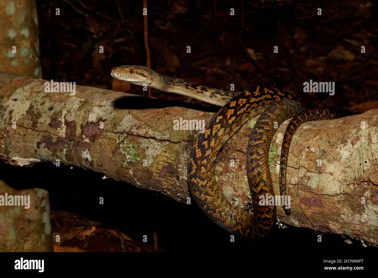 Le python d'Améthystine (Morelia amethistina) s'enroule autour de la branche d'un arbre la nuit.Lac Eacham, parc national Crater Lakes, Queensland, Australie Banque D'Images