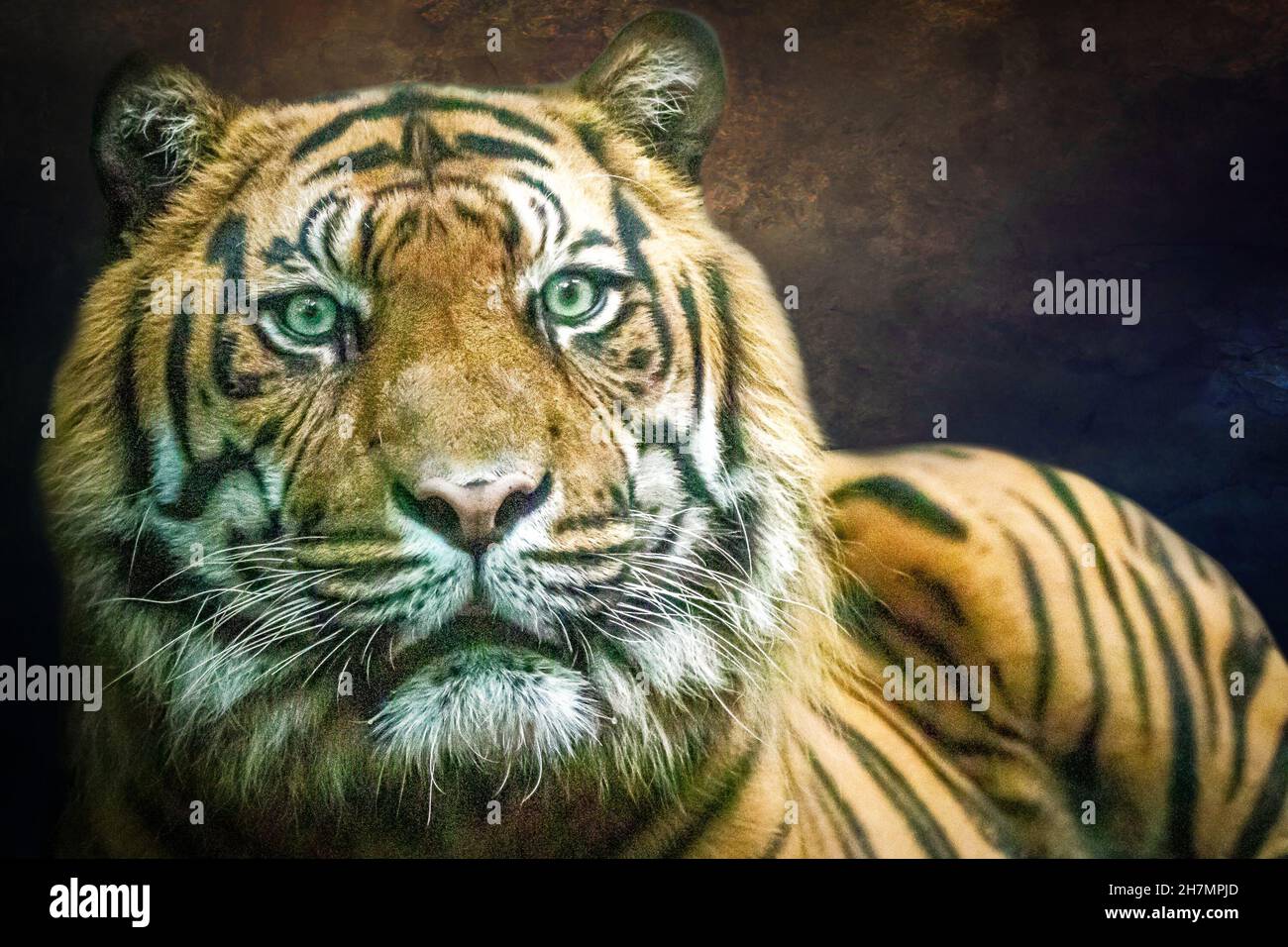 un tigre indien regardant vers le spectateur Banque D'Images