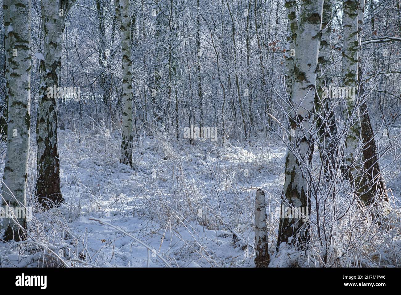 Forêt de bouleau enneigé à la périphérie de Berlin.Le gel forme des cristaux de glace sur les branches.De l'air clair et froid et des rayons du soleil lors de la marche. Banque D'Images