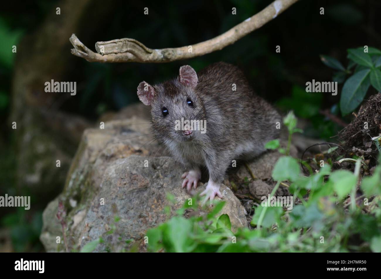 rat brun Banque D'Images