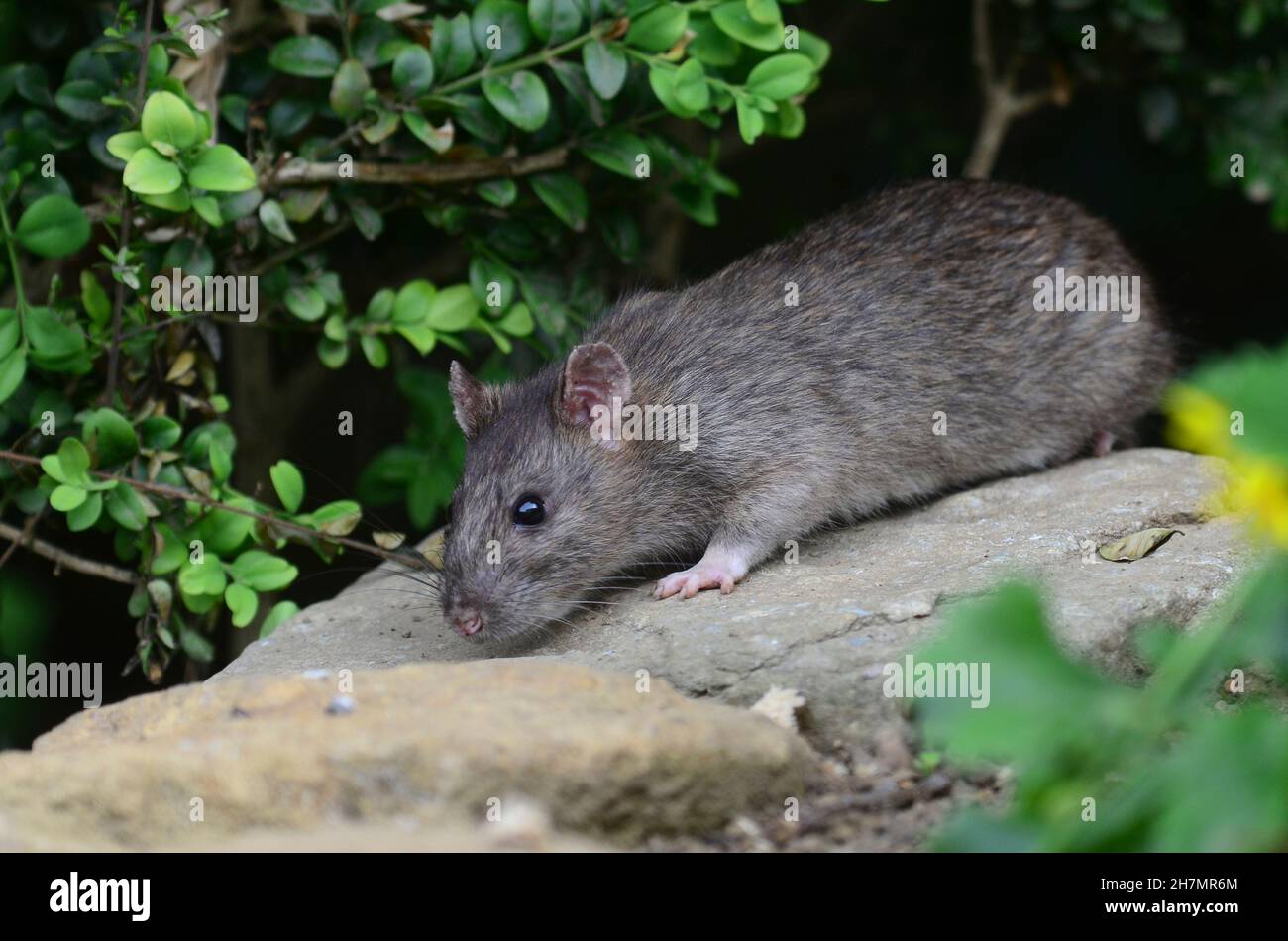 rat brun Banque D'Images