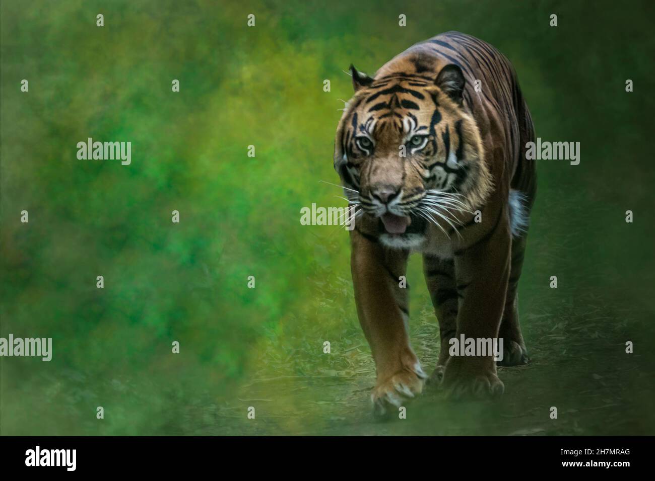 un tigre marchant sur un chemin de jungle Banque D'Images