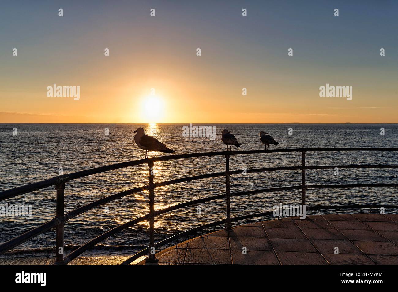 Trois mouettes sur une rampe, silhouettes au coucher du soleil, Cardigan Bay, Aberystwyth, Ceredigion,Pays de Galles, Grande-Bretagne Banque D'Images