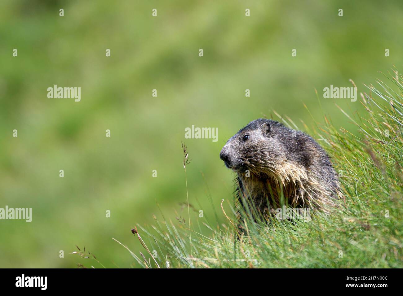 Marmotte alpine (Marmota marmota), avec fourrure humide, rosée du matin, matin, parc national Hohe Tauern, Carinthie, Autriche Banque D'Images